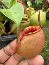 Load image into Gallery viewer, N.viking x ampullaria - Specimen 18
