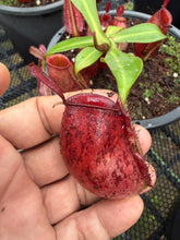 Load image into Gallery viewer, N. ampullaria - Specimen 5
