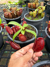 Load image into Gallery viewer, N. ampullaria - Specimen 5

