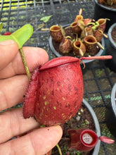 Load image into Gallery viewer, N. ampullaria - Specimen 6
