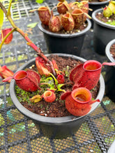 Load image into Gallery viewer, N. ampullaria - Specimen 6
