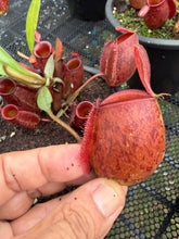 Load image into Gallery viewer, N. ampullaria - Specimen 7
