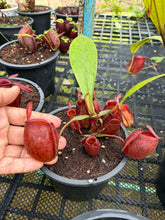 Load image into Gallery viewer, N. ampullaria - Specimen 7
