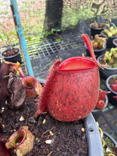 Load image into Gallery viewer, N. ampullaria - Specimen 9
