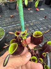 Load image into Gallery viewer, N. ampullaria - Specimen 10
