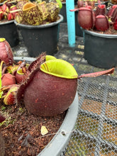 Load image into Gallery viewer, N. ampullaria - Specimen 12
