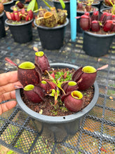 Load image into Gallery viewer, N. ampullaria - Specimen 12
