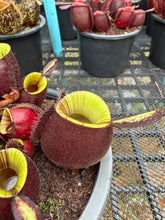 Load image into Gallery viewer, N. ampullaria - Specimen 13
