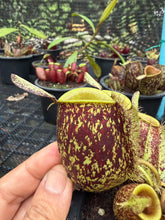 Load image into Gallery viewer, N. ampullaria - Specimen 14
