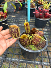 Load image into Gallery viewer, N. ampullaria - Specimen 15

