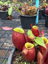 Load image into Gallery viewer, N. ampullaria - Specimen 16
