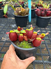 Load image into Gallery viewer, N. ampullaria - Specimen 16

