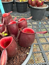 Load image into Gallery viewer, N. ampullaria - Specimen 17
