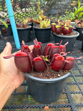 Load image into Gallery viewer, N. ampullaria - Specimen 17
