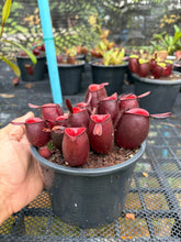 Load image into Gallery viewer, N. ampullaria - Specimen 17
