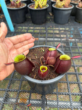 Load image into Gallery viewer, N. ampullaria - Specimen 19
