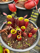 Load image into Gallery viewer, N. ampullaria - Specimen 37
