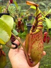 Load image into Gallery viewer, N.veitchii x (maxima x veitchii)
