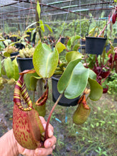 Load image into Gallery viewer, N.veitchii x (maxima x veitchii)
