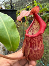 Load image into Gallery viewer, N.suratensis x (boschiana x veitchii)
