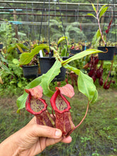 Load image into Gallery viewer, N.suratensis x (boschiana x veitchii)
