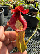 Load image into Gallery viewer, N.(maxima x (boschiana x veitchii)) x {[(lowii x veitchii) x boschiana] x [(veitchii x maxima) x veitchii]} - Specimen 1
