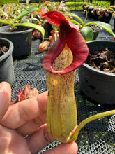 Load image into Gallery viewer, N.(maxima x (boschiana x veitchii)) x {[(lowii x veitchii) x boschiana] x [(veitchii x maxima) x veitchii]} - Specimen 1
