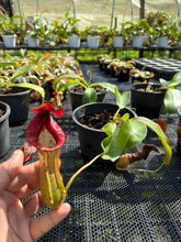 Load image into Gallery viewer, N.(maxima x (boschiana x veitchii)) x {[(lowii x veitchii) x boschiana] x [(veitchii x maxima) x veitchii]} - Specimen 1
