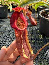 Load image into Gallery viewer, N.(maxima x (boschiana x veitchii)) x {[(lowii x veitchii) x boschiana] x [(veitchii x maxima) x veitchii]} - Specimen 2
