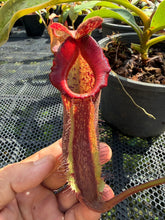 Load image into Gallery viewer, N.(maxima x (boschiana x veitchii)) x {[(lowii x veitchii) x boschiana] x [(veitchii x maxima) x veitchii]} - Specimen 2

