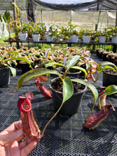 Load image into Gallery viewer, N.(maxima x (boschiana x veitchii)) x {[(lowii x veitchii) x boschiana] x [(veitchii x maxima) x veitchii]} - Specimen 2
