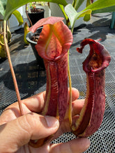 Load image into Gallery viewer, N.(maxima x (boschiana x veitchii)) x {[(lowii x veitchii) x boschiana] x [(veitchii x maxima) x veitchii]} - Specimen 3
