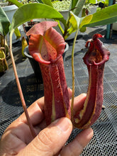 Load image into Gallery viewer, N.(maxima x (boschiana x veitchii)) x {[(lowii x veitchii) x boschiana] x [(veitchii x maxima) x veitchii]} - Specimen 3
