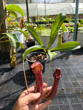 Load image into Gallery viewer, N.(maxima x (boschiana x veitchii)) x {[(lowii x veitchii) x boschiana] x [(veitchii x maxima) x veitchii]} - Specimen 3
