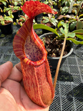 Load image into Gallery viewer, N.thorelii x veitchii
