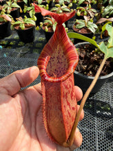 Load image into Gallery viewer, N.thorelii x veitchii

