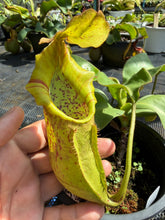 Load image into Gallery viewer, N.adrianii x veitchii
