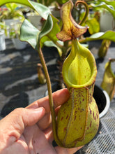 Load image into Gallery viewer, N.burbidgeae x veitchii
