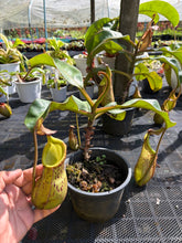 Load image into Gallery viewer, N.burbidgeae x veitchii
