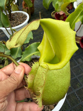 Load image into Gallery viewer, N. veitchii - Specimen 1
