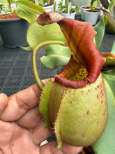 Load image into Gallery viewer, N. veitchii - Specimen 2

