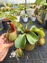 Load image into Gallery viewer, N. veitchii - Specimen 2
