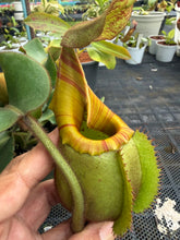 Load image into Gallery viewer, N. veitchii - Specimen 3
