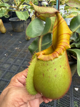 Load image into Gallery viewer, N. veitchii - Specimen 3
