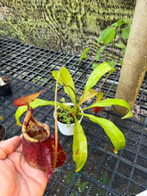 Load image into Gallery viewer, N.(viking x ampullaria red) x sumatrana)) x rafflesiana
