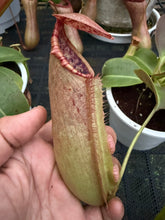 Load image into Gallery viewer, N. northiana x truncata - Specimen 1
