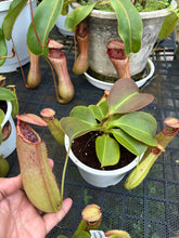 Load image into Gallery viewer, N. northiana x truncata - Specimen 1
