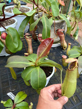 Load image into Gallery viewer, N. northiana x truncata - Specimen 2
