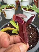Load image into Gallery viewer, N.northiana x {[(lowii x veitchii) x boschiana] x [(veitchii x maxima) x veitchii]} - Specimen 1
