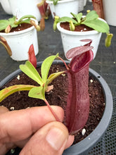 Load image into Gallery viewer, N.northiana x {[(lowii x veitchii) x boschiana] x [(veitchii x maxima) x veitchii]} - Specimen 1
